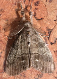 White-marked Tussock